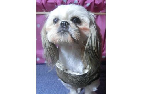 販売中のシーズーの親犬
